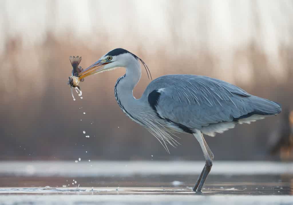 Fischreiherabwehr