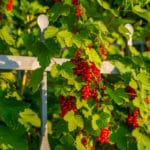 Johannisbeeren Sorten
