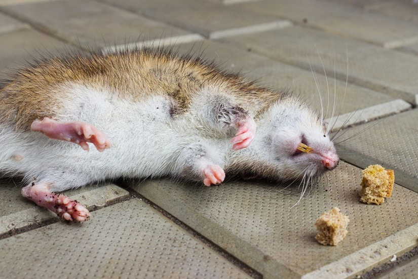vergiftete Ratte im Garten