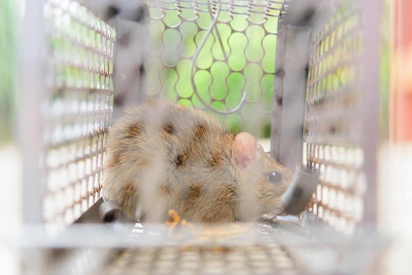 Lebendfalle für Ratten 