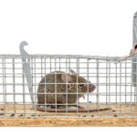 Lebendfalle Maus
