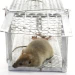 Lebendfalle für Ratte