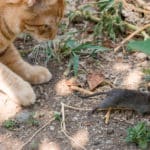 Mäuse im Garten