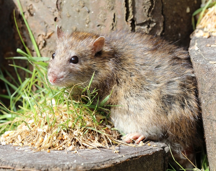 ratte im garten und meldepflicht