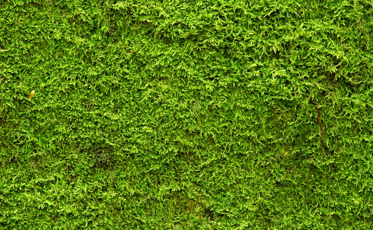 Moos im Rasen 2021 » Alle Infos auf Gartenzeile.de