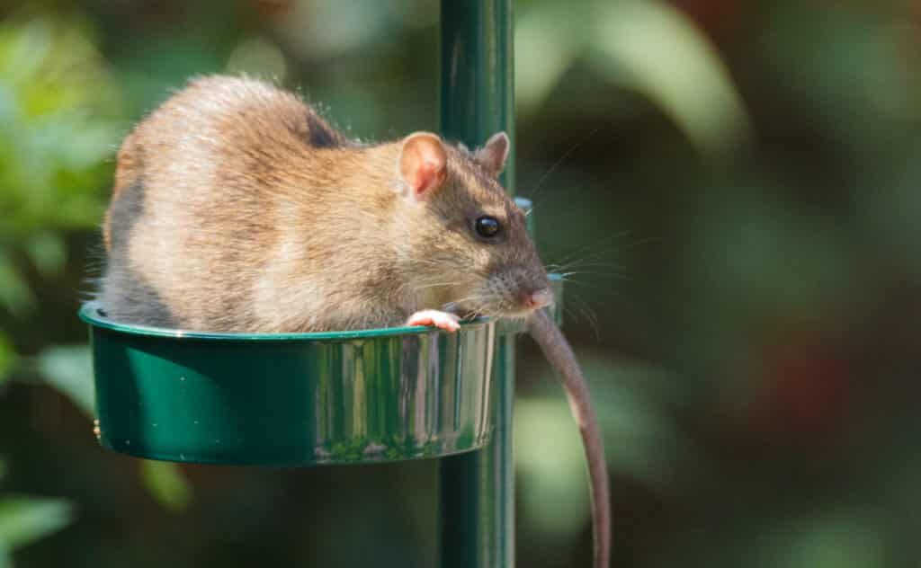 Ratten im Garten