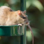 Ratten im Garten