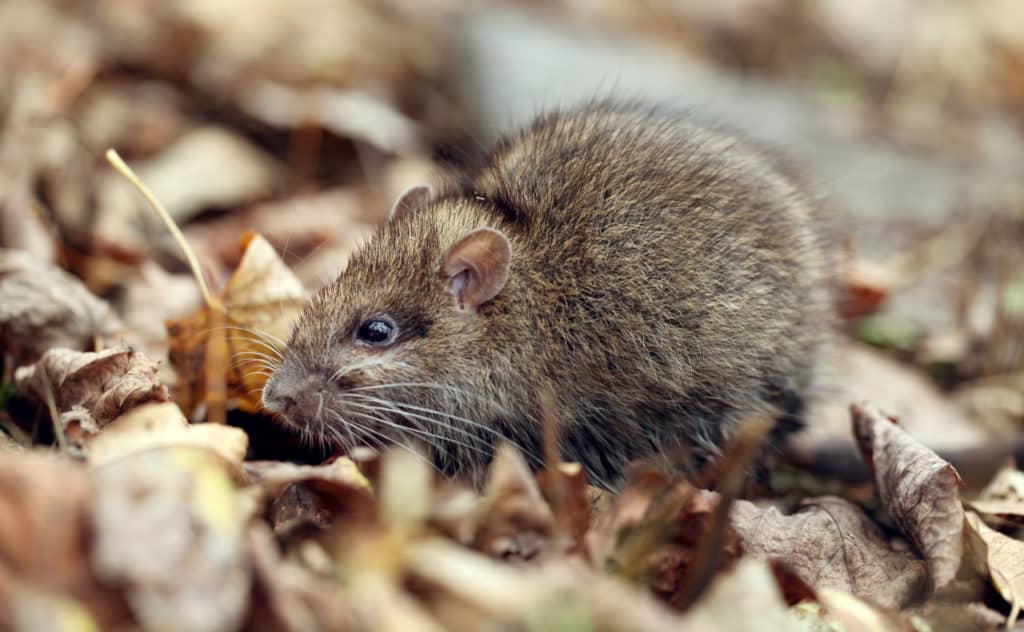 Ratten im Garten - Besteht eine Meldepflicht?