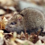 Ratten im Garten - Besteht eine Meldepflicht?