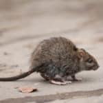 Ratten vertreiben