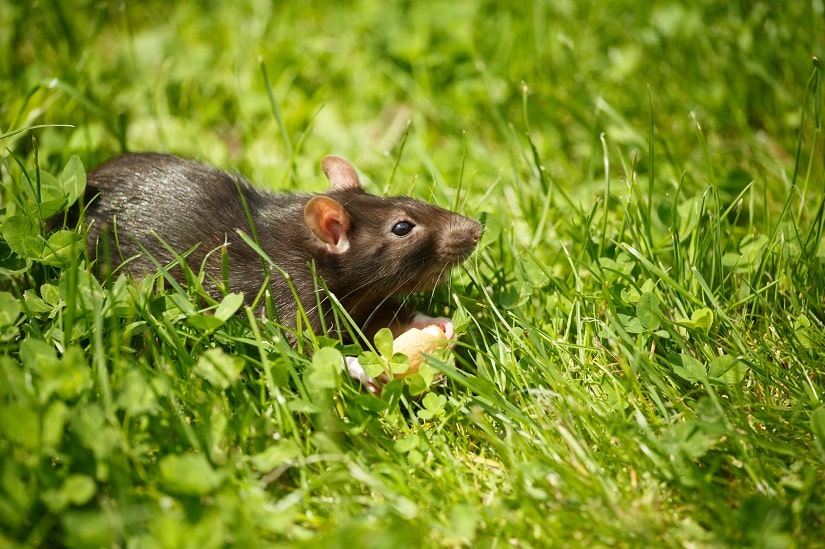 ratte mit einem Stück Kuchen am Boden