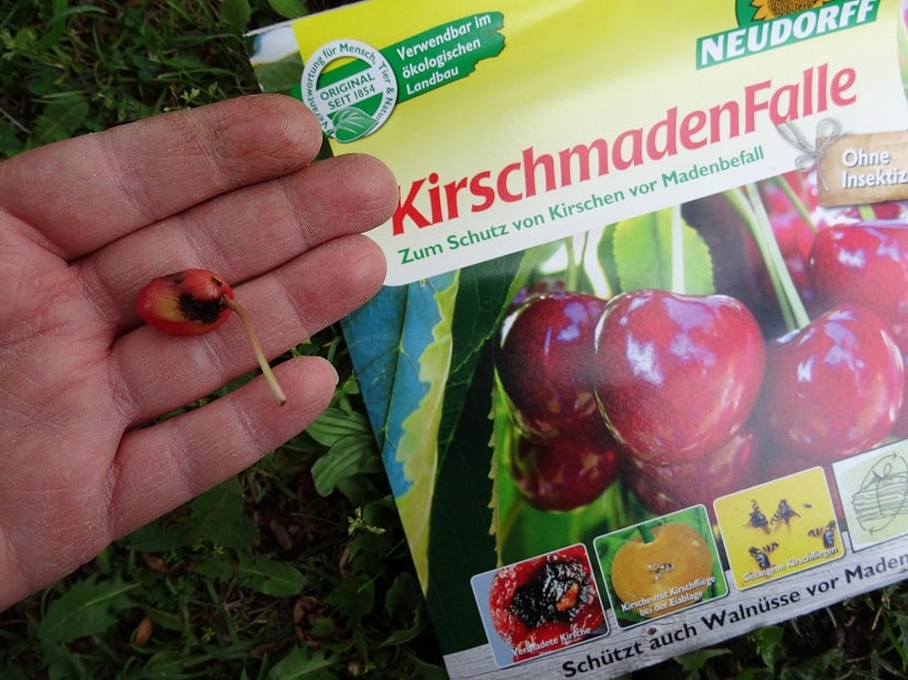 Um verkümmerte Kirschen zu vermeiden helfen Kirschmadenfallen