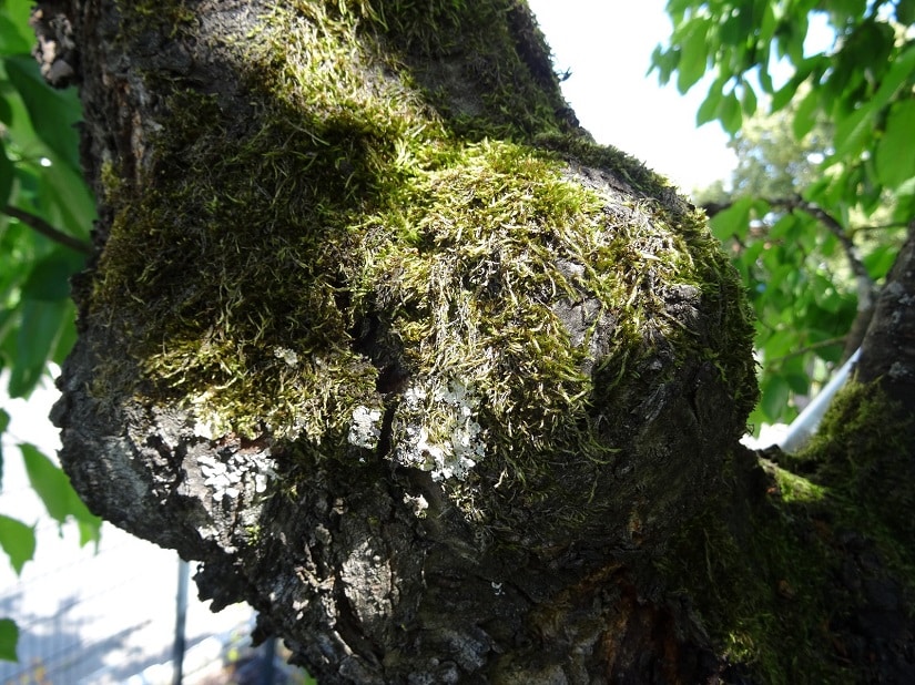 Ein gelungener Astschnitt fördert die Selbstheilung. Die Kambiumschicht überwächst die Wunde und der Baum bleibt heil.