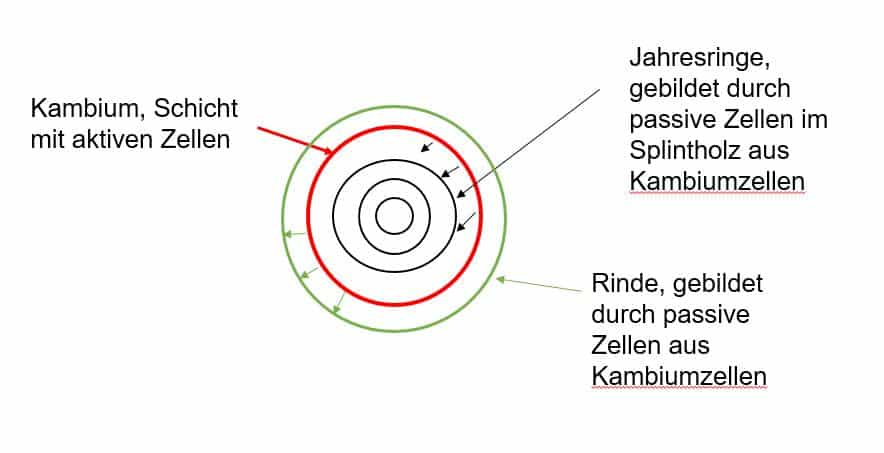 Kambium-Schicht Erklärung