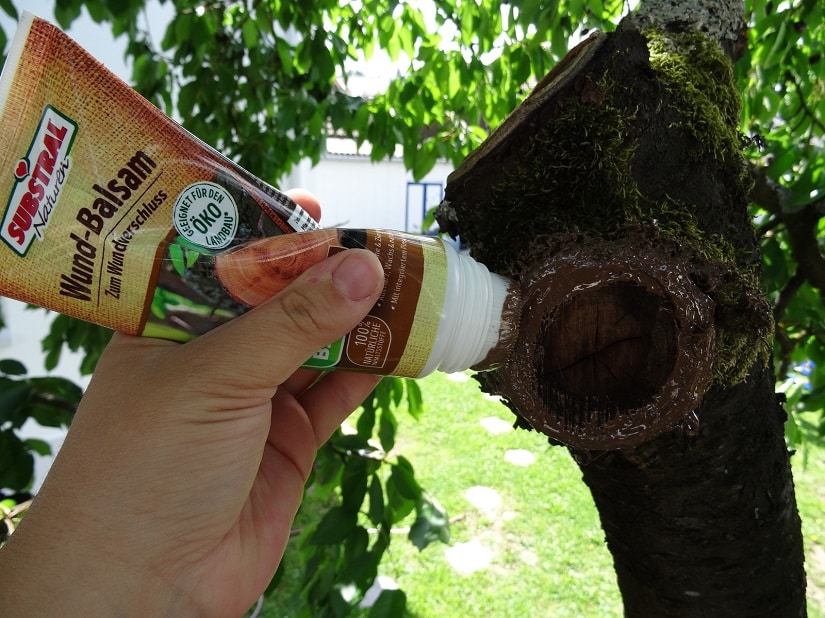 Wundbalsam nur ringförmig auf den Rand auftragen, die Mitte bleibt frei.