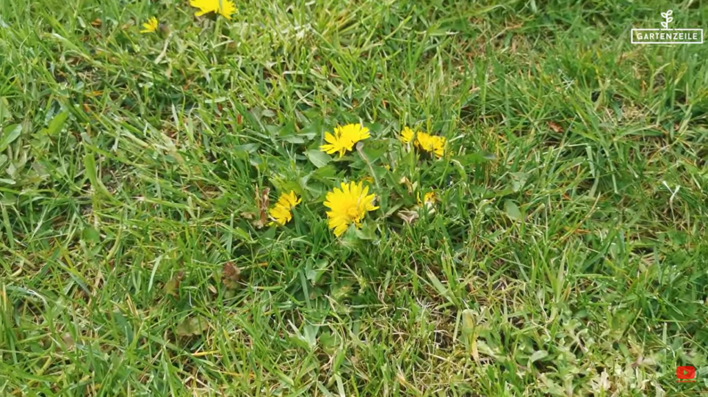 Löwenzahn im Garten