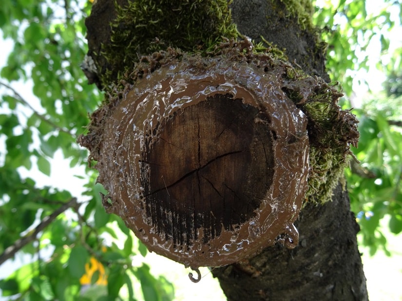 So kann die Wunde altern und der Baum wird optimal in der Heilung unterstützt.