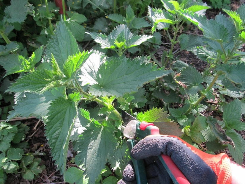 Schneide mit einer Gartenschere die Brennnesseln ab. Am besten trägst du dabei Handschuhe und lange Kleidung, damit du dich nicht “verbrennst”.
﻿