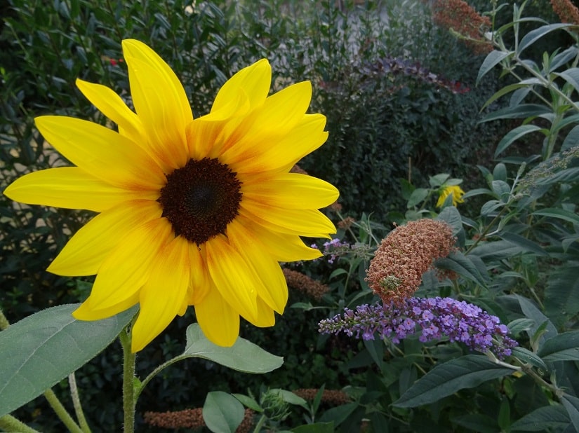 blühende sonnenblume