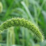 Hirse im Rasen