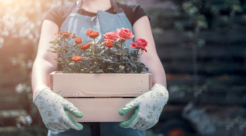 Oftmals bestehen lederne Rosenhandschuhe aus unterschiedlichen Lederarten. Der Handschuh selber ist in aller Regel aus einem feinen, aber robusten Glattleder gefertigt.