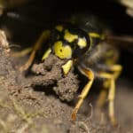Erdwespen