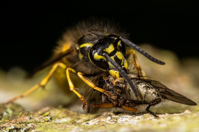 Erdwespe mit einer Fliege als Beute