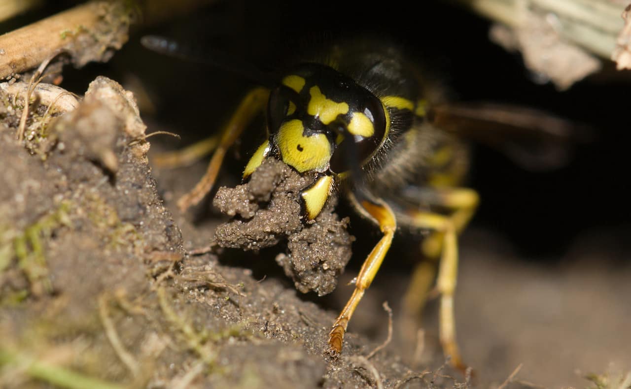 Erdwespen 2024 » Alle wichtige Infos auf Gartenzeile.de