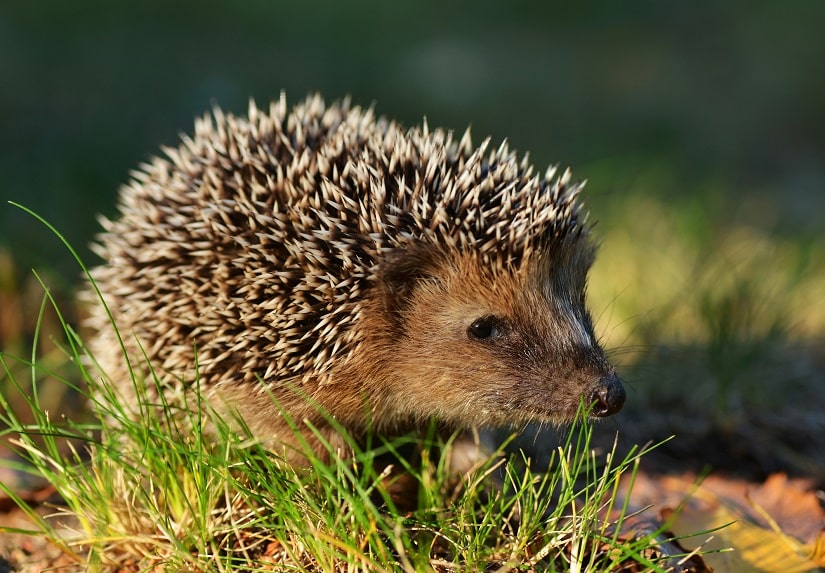 Vorteile von einem Igelhaus im Garten