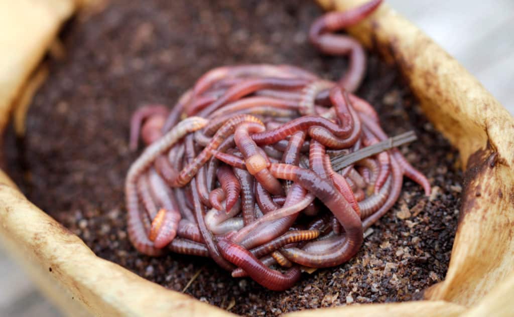 Wurmkiste bauen