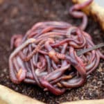Wurmkiste bauen