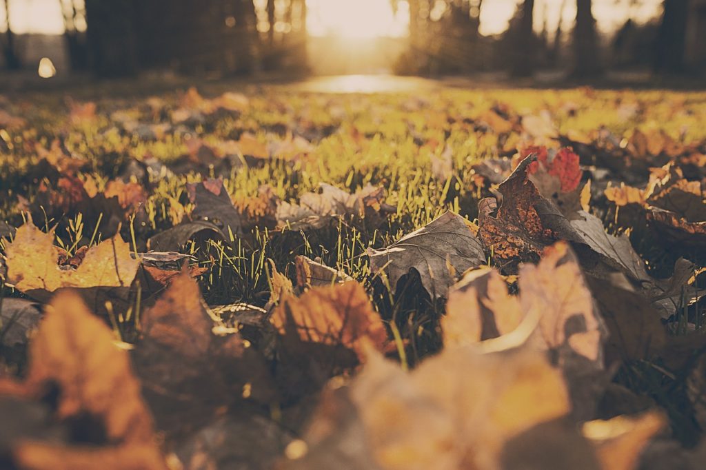 Blätter im Herbst auf dem Rasen