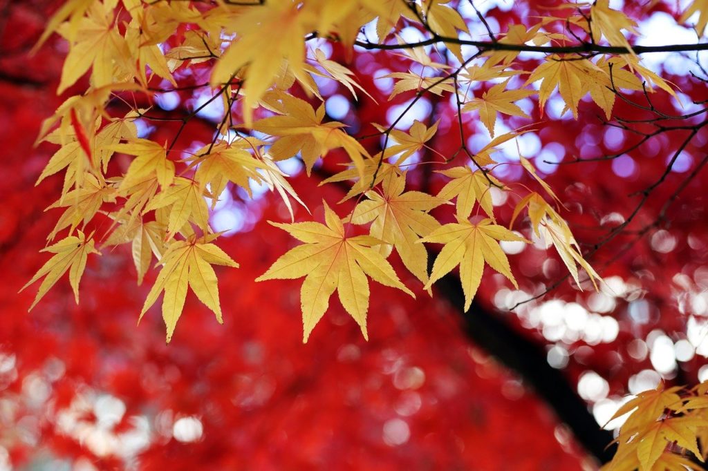 Blätter verfärben sich im Herbst