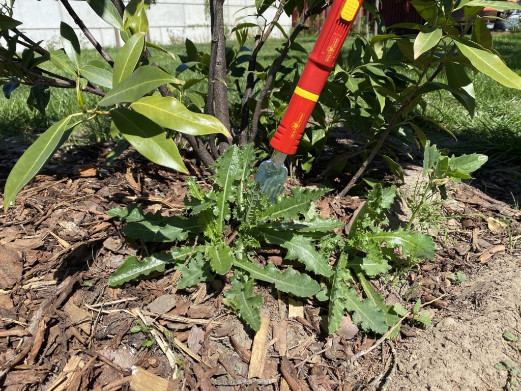 Disteln entfernen mit dem Distelstecher von Wolf-Garten