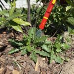 Disteln entfernen mit dem Distelstecher von Wolf-Garten