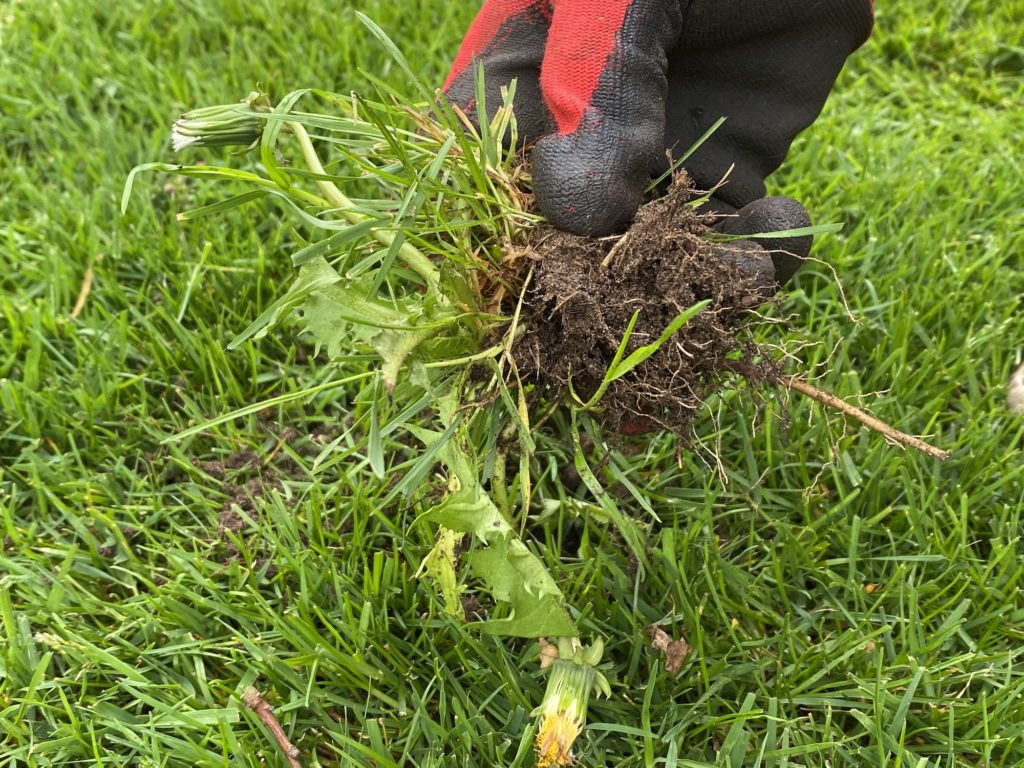 Löwenzahn mit dem Gardena Unkrautstecher entfernt