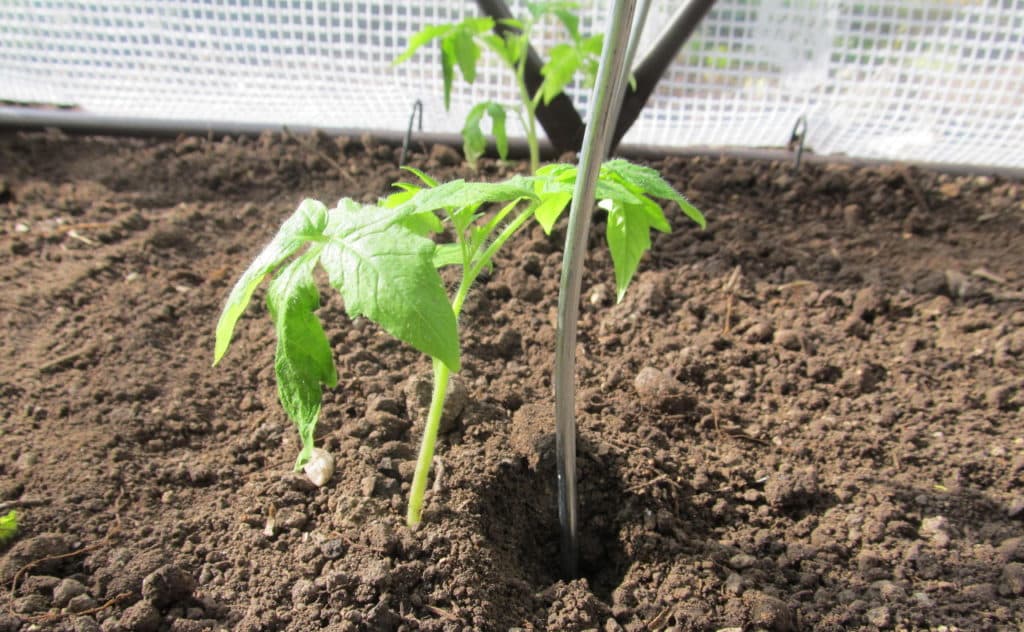 Tomaten anpflanzen