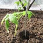 Tomaten anpflanzen
