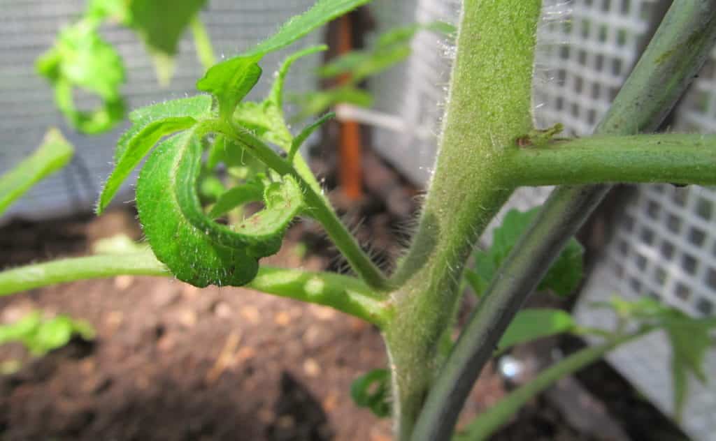 Tomaten ausgeizen