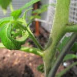 Tomaten ausgeizen