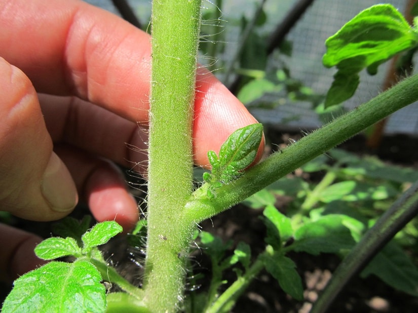 Nimm dir am besten morgens Zeit und gehe jede Tomatenpflanze einzeln durch. Beginne immer unten und schaue in jedem Blatttrieb nach.