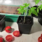 Tomaten vorziehen