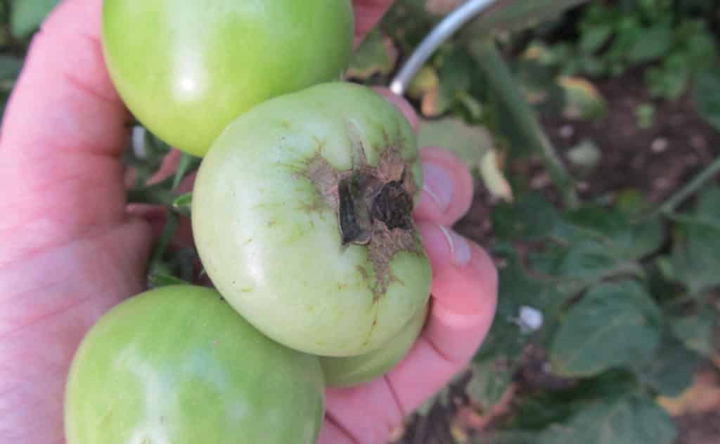 Tomatenkrankheiten