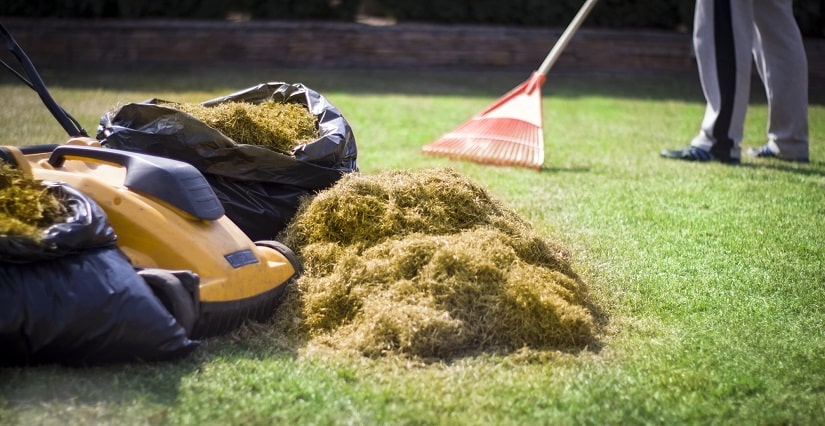 Hobbygärtner vertikutiert seinen Rasen und sammelt den Rasenfilz in Gartenabfallsäcken