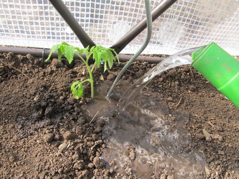 Gerade am Anfang benötigen die Tomatenpflanzen viel Wasser, damit sie sich gut verwurzeln können. Die jungen Pflanzen dürfen durchaus bis zu 500 Milliliter Wasser erhalten.