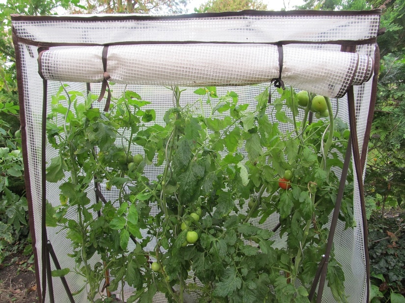 Regen ist generell nicht bei den Tomaten beliebt. Trocknen die Blätter nicht schnell genug ab, kann das die Kraut- und Braunfäule begünstigen. Deshalb ist es gut, die Tomaten wenigstens mit einem Dach zu schützen.