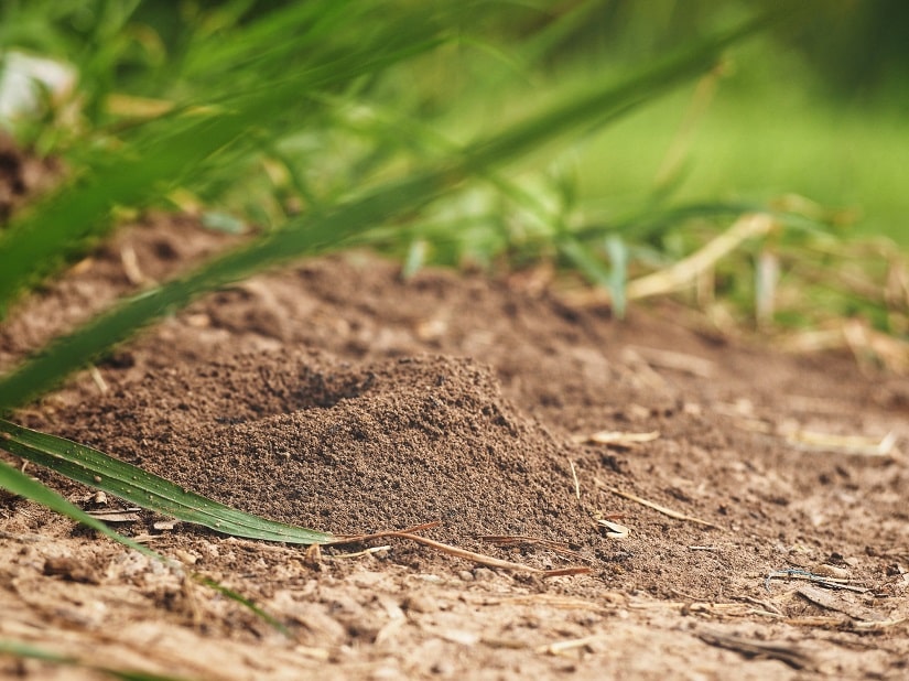 Nutzen von Ameisen im Garten