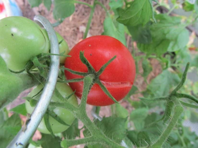 Die Tomaten sollten möglichst abgeerntet sein, bevor die ersten Nachtfröste einsetzten.