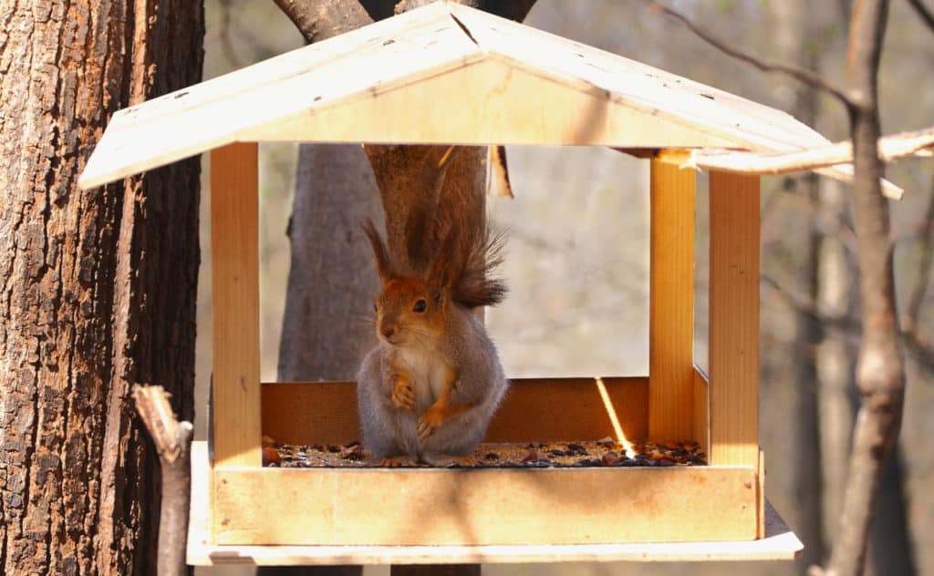 Eichhörnchen Futterstation