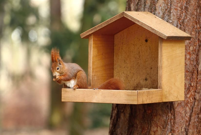 Eichhörnchen Futterstation für den Garten